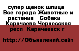 супер щенок шпица - Все города Животные и растения » Собаки   . Карачаево-Черкесская респ.,Карачаевск г.